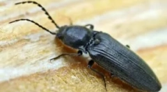 Beetle ključavnice: opis in metode boja